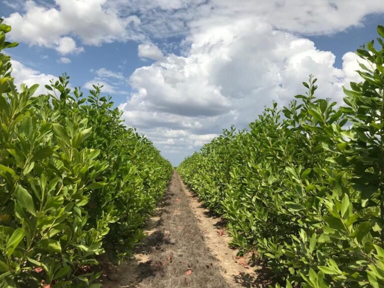 20190125 LLANO LINDO ACACIA MANGIUM - F.S JUNIO 2018 - F.F ENERO 13 2019