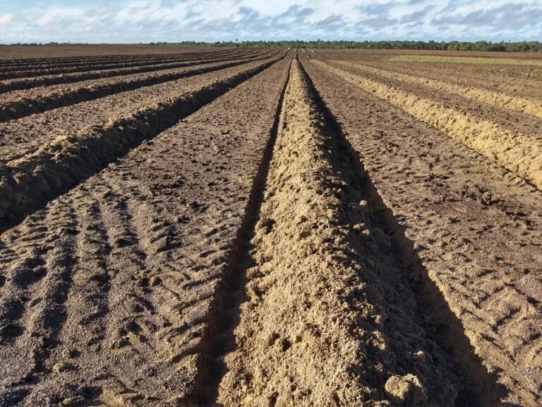 20191112 LA ESMERALDA PREPARACION 2 EN 1 F.F JULIO 2019